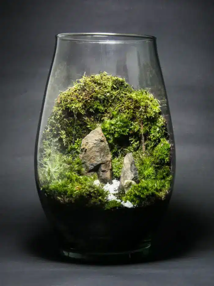 Moss terrarium