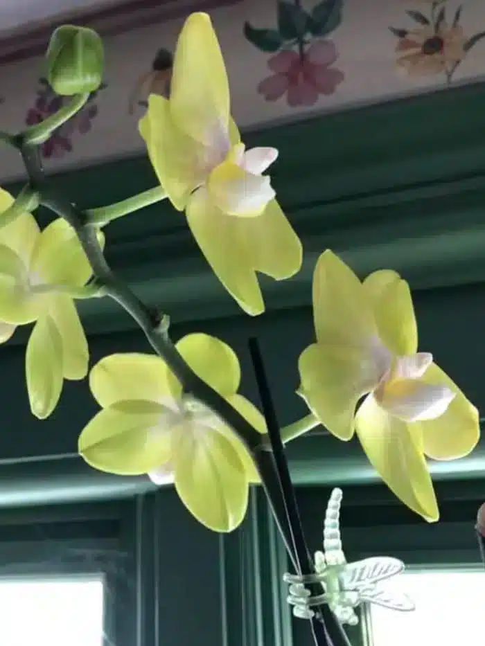 Orchids time to bloom