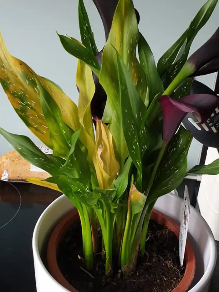 A yellowing calla lily due to overwatering