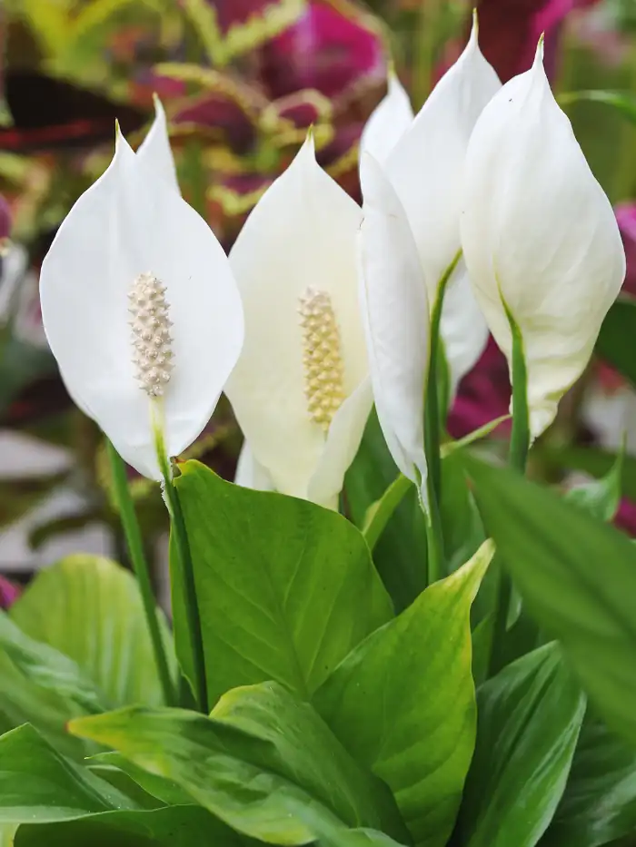 Peace lily (spathiphyllum)