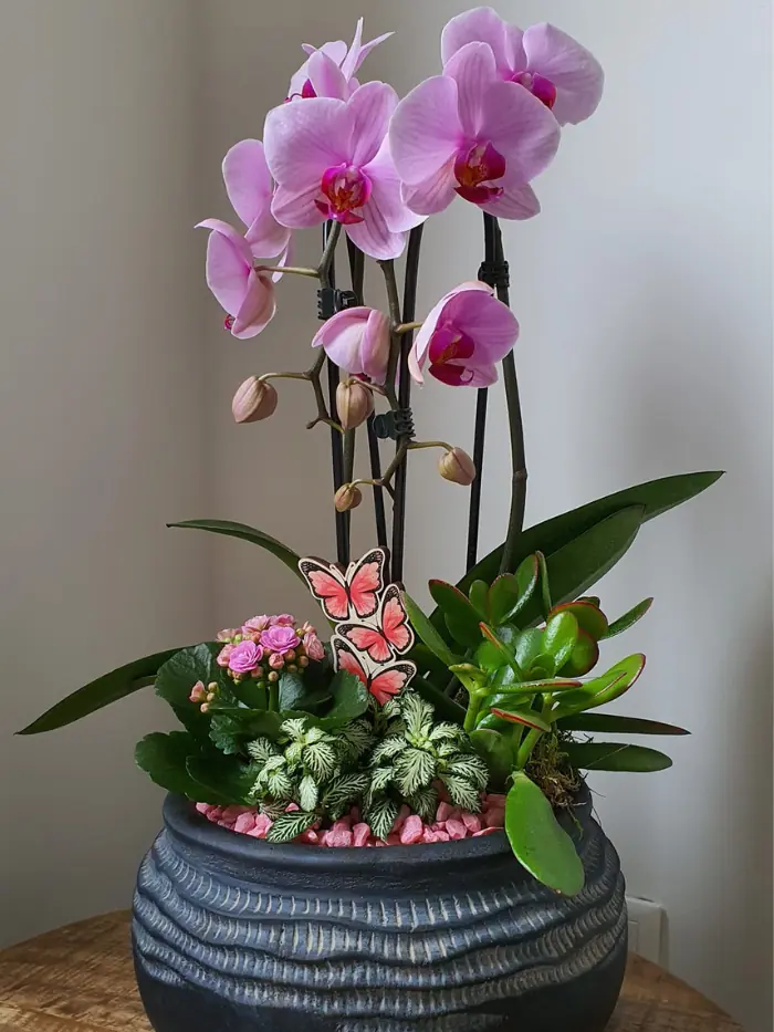 Proper light is important for orchid survival