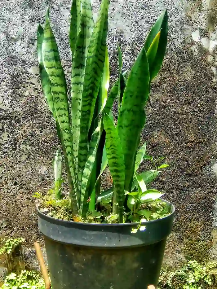 Snake plant (Sansevieria)