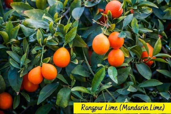 Types of lime trees - Rangpur lime - Mandarin lime