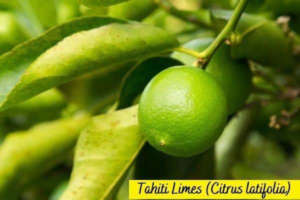 Types of lime - Tahiti Lime - Persian Lime