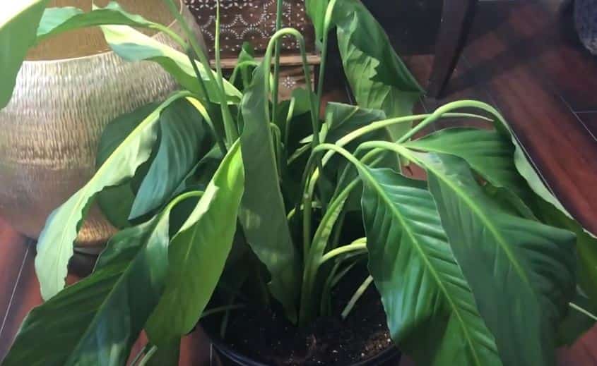 Overwatering can cause  a droopy peace lily