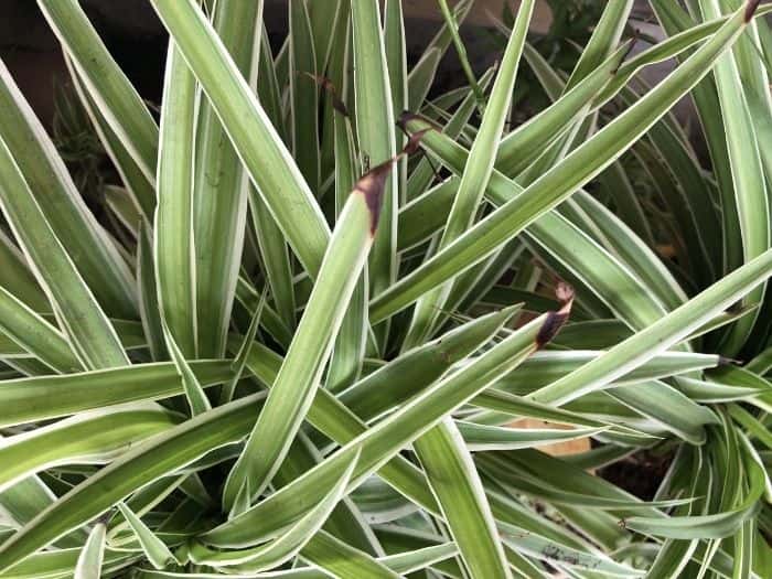 Stop Brown Tips on Spider Plants: Causes and Solutions