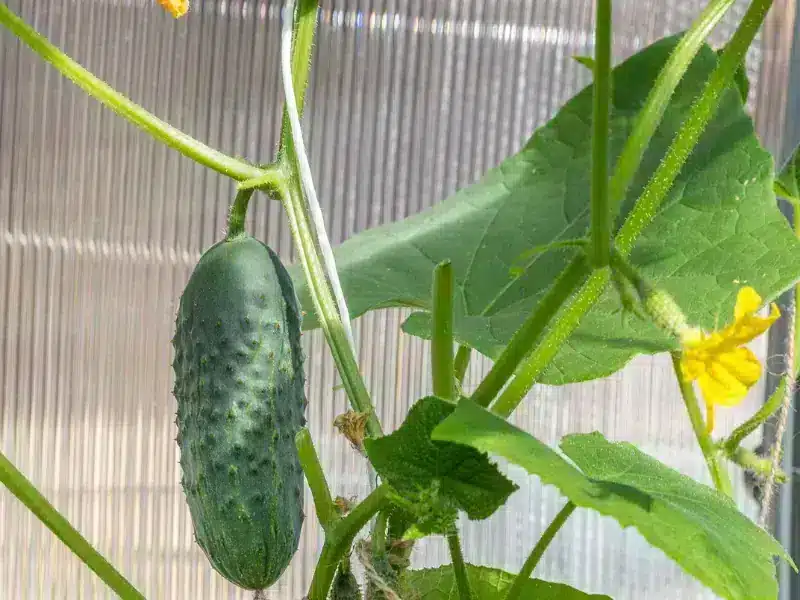 Image of a healthy cucumber plant.