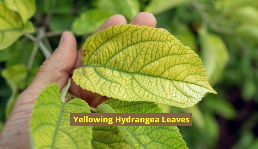 Hydrangea leaves turning yellow - why
