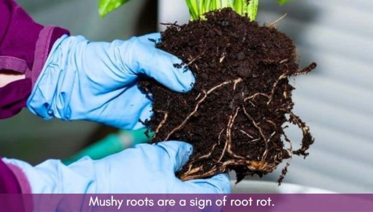 Pothos root rot