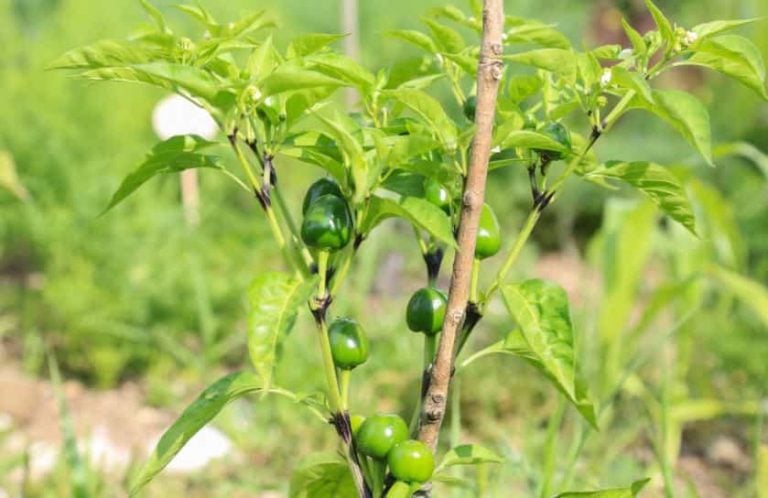 10 Best Companion Plants for Peppers + What NOT to Plant with Peppers
