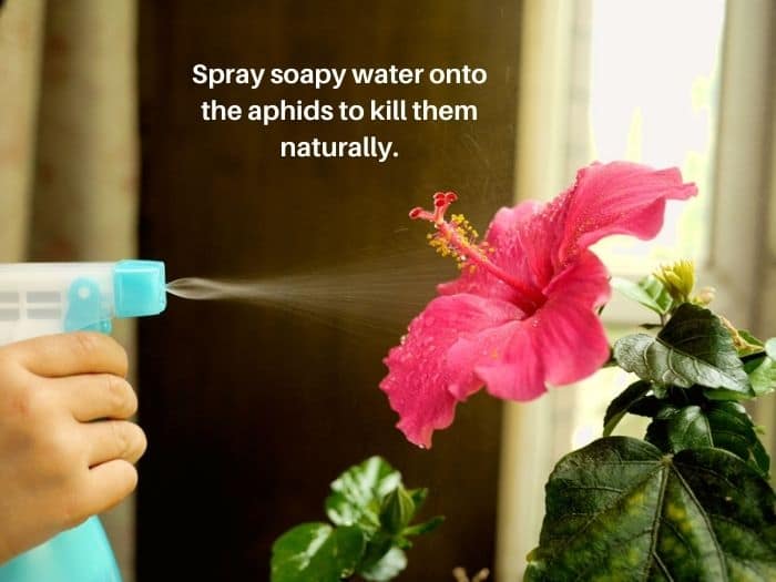 Spray water soapy water on hibiscus plants infested with aphids