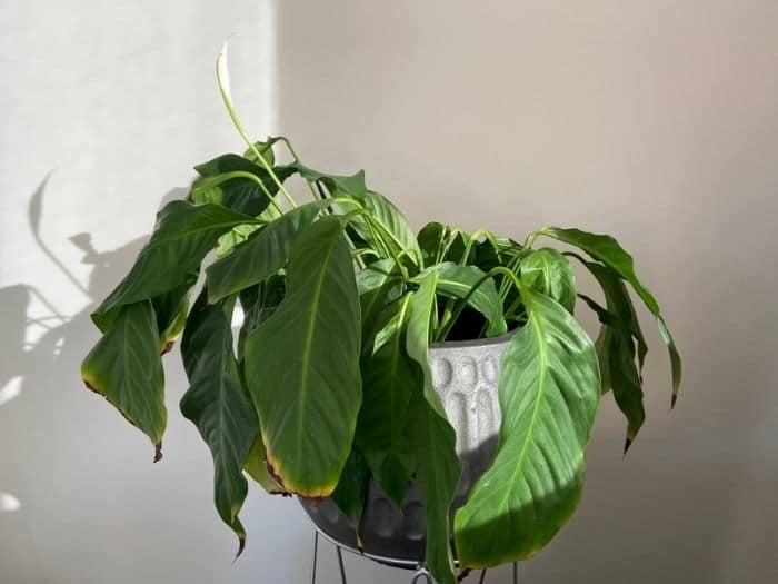 Overwatered Peace Lily Drooping