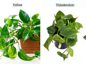 pothos philodendron