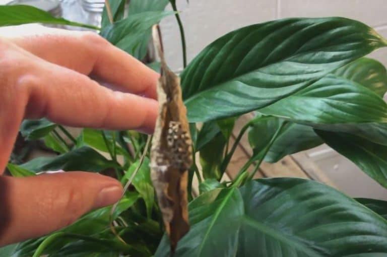Peace Lily Pruning: When + How to Cut Back