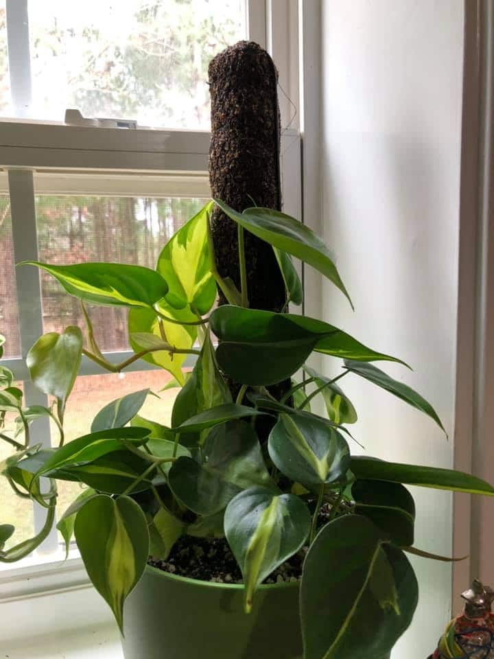 Staking pothos on a bamboo stick or pole