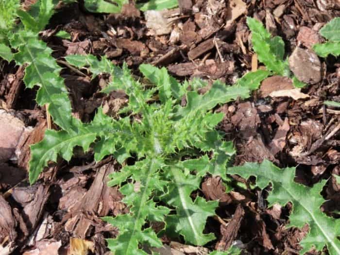 Weeds in Mulch Beds - control and killing weeds in mulch beds