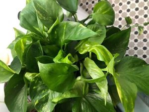 how to make pothos fuller and climb