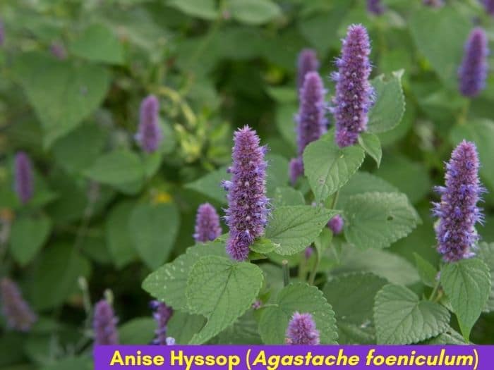 Anise Hyssop with purple flowers