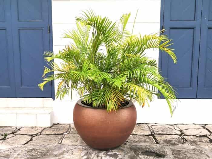 Brown leaves on areca palm and how to fix them