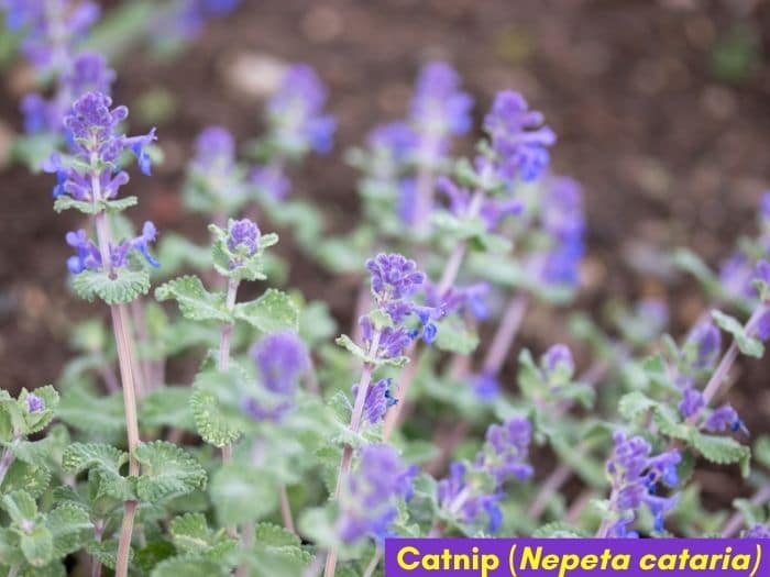 Catnip with purple flowers