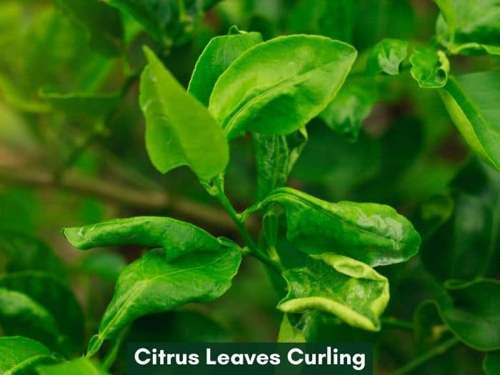 Citrus leaves curling - lemon, orange, lime