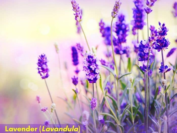 Lavender herb with purple flowers