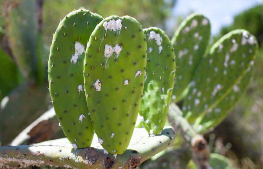 Mealybugs on cactus