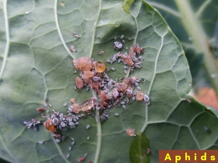 How to Use Natural Vinegar Spray for Aphids