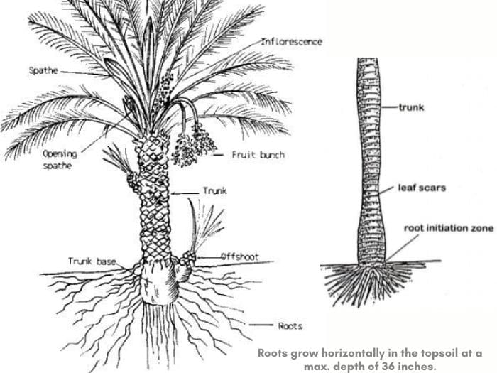 Palm Tree Roots How Deep Do They Grow, How To Make An Outdoor Lighted Palm Tree
