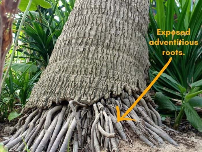 Palm tree roots exposed above the ground