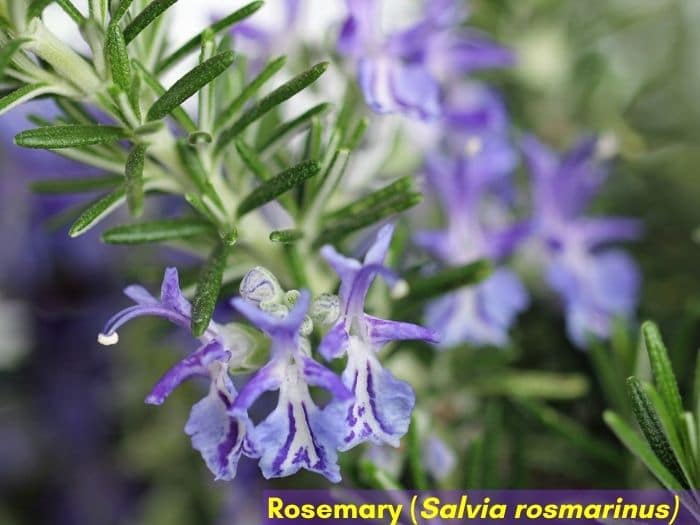 Herbs with purple blooms - Rosemary