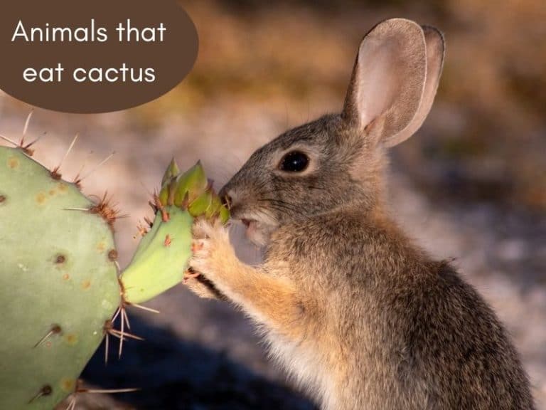 What Animals Eat Cactus? 9 Animals that Feed on Cacti
