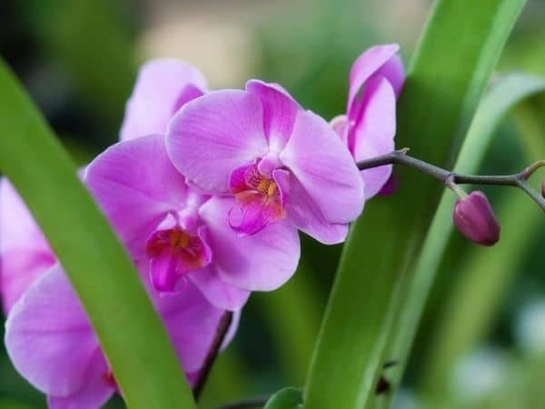 orhideele cresc înapoi și Rebloom