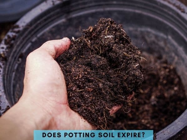 Does potting soil go bad