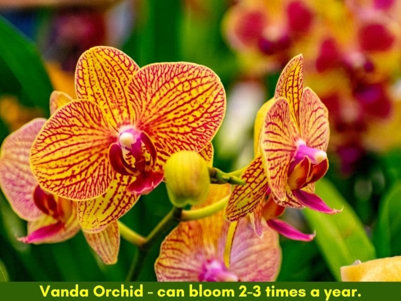 How often do orchids bloom - 1-3 times a year. Vanda Orchid