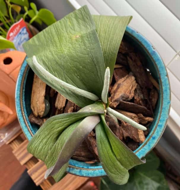 How to fix limp and wrinkled orchid leaves