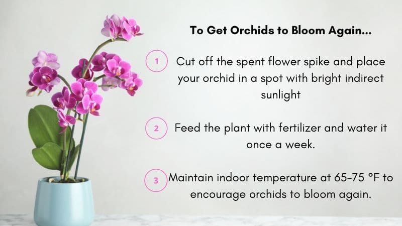 How to get orchids to bloom again and grow back