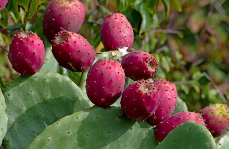 Is cactus edible - can you eat cactus