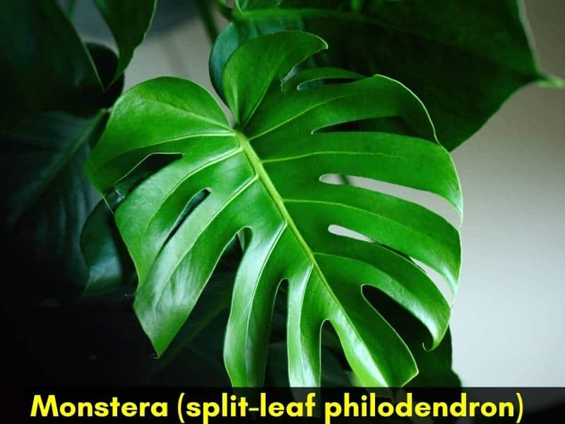 Monstera Vs Philodendron Differences And Similar Plants Gardenine