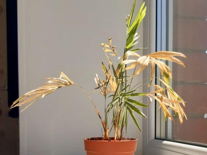 How to Save an Overwatered Palm Tree