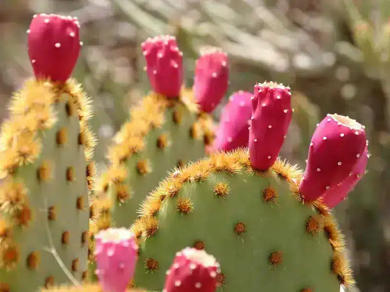 Prickly pear cactus is edible