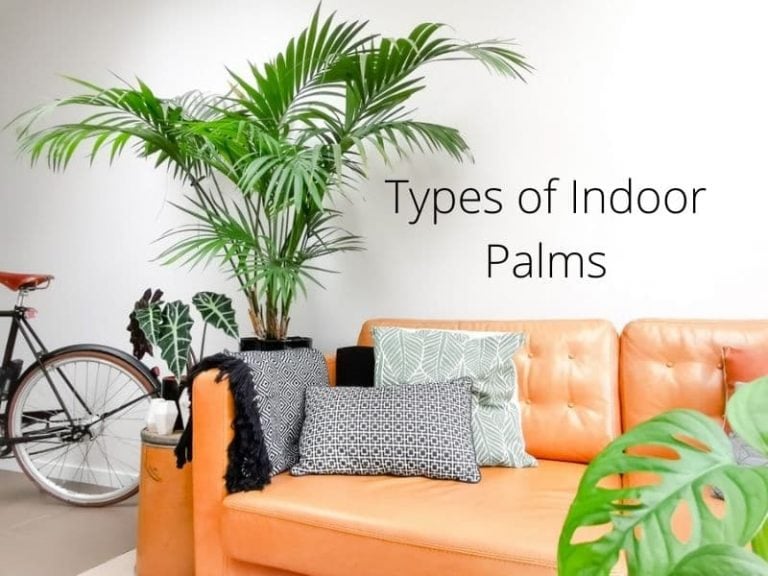 Types of Indoor Palms-Trees