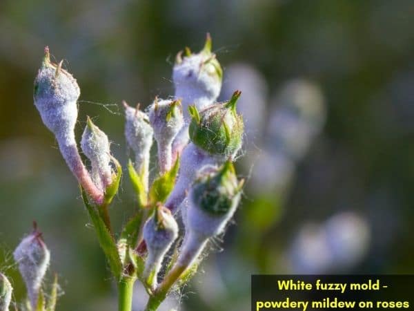 White fuzzy mold on plants - powdery mildew