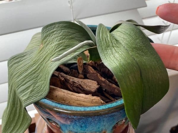 Wrinkled orchid leaves and how to revive them.