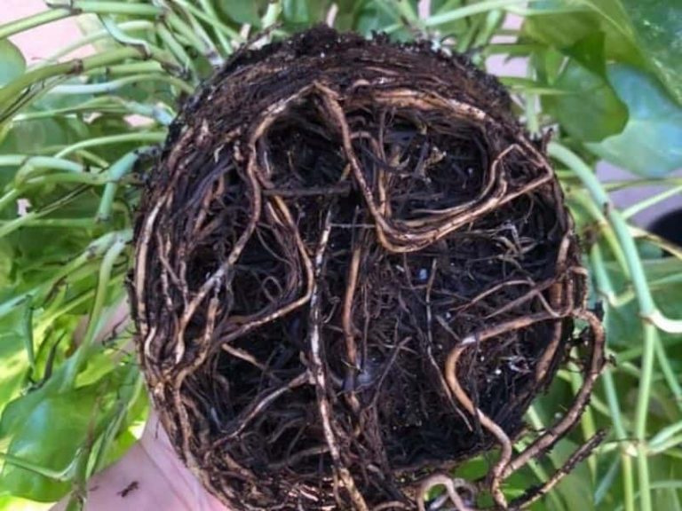 Root Bound Pothos – Signs + How to Repot the Plant