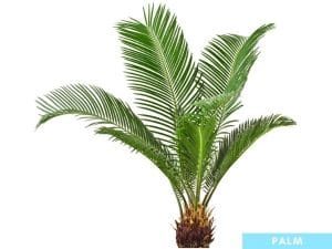 Palmetto Tree vs. Palm Tree: Differences | Gardenine