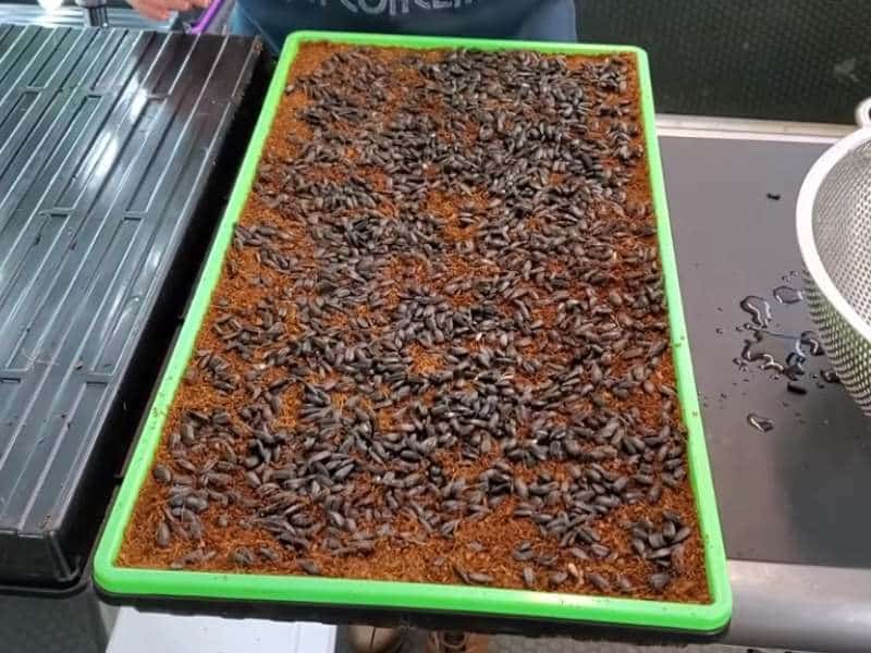Growing sunflower microgreens