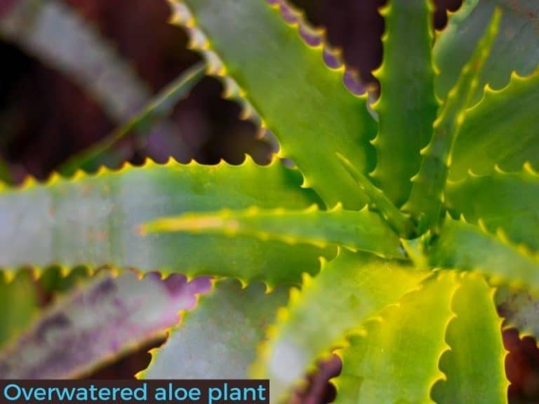 Overwatered Aloe Plant – How to Tell and Save It