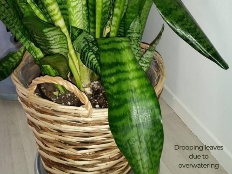Overwatered Snake Plant – Signs and How to Save Sansevieria