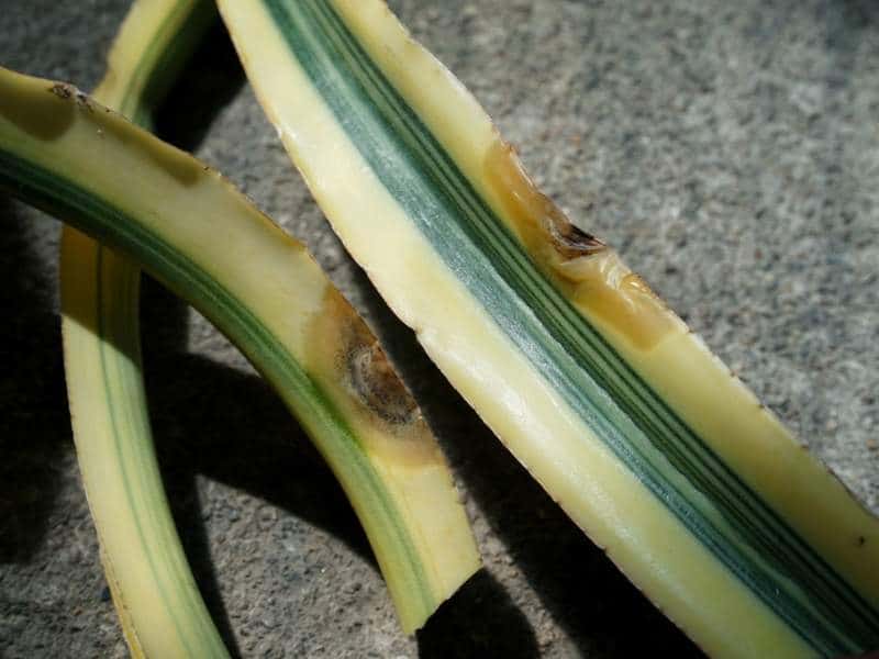 Fungal infection on Sansevieria due to overwatering
